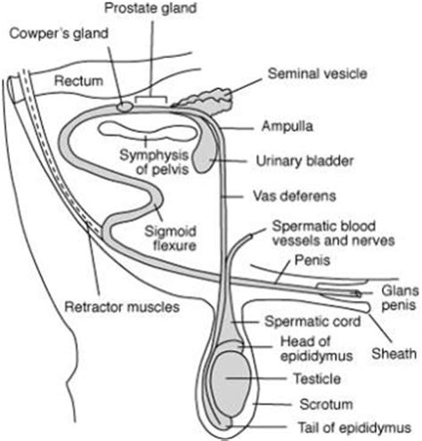 penice|Male Sexual Anatomy 